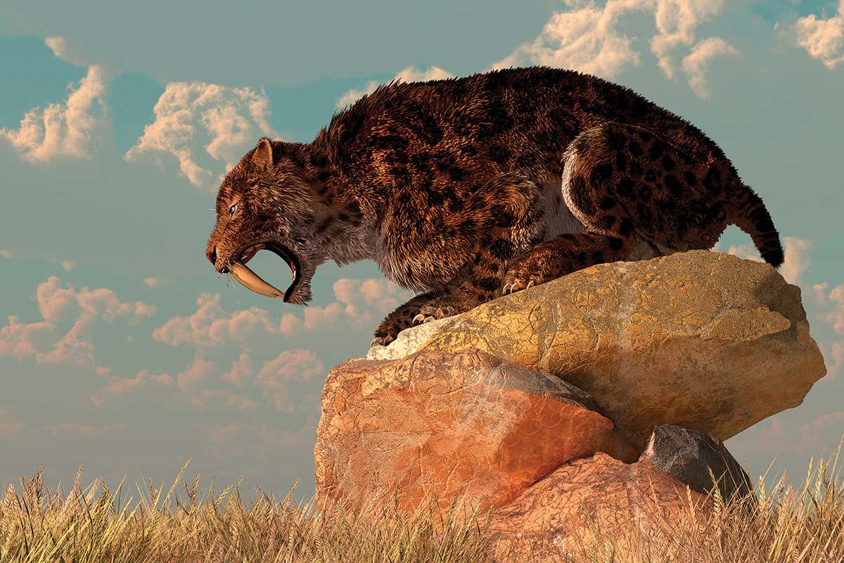 Sabre-toothed tigers in ice-age Los Angeles had bad back trouble