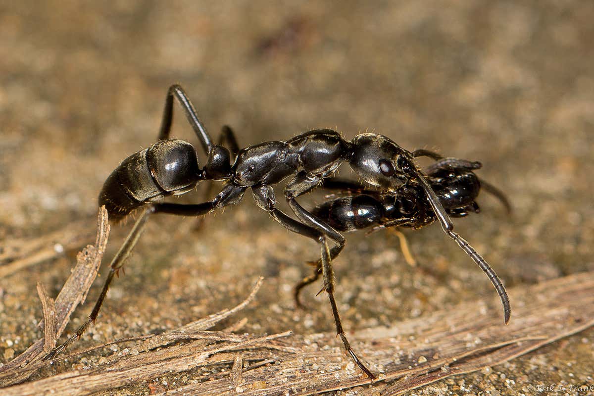 Ant carrying back injured nestmate