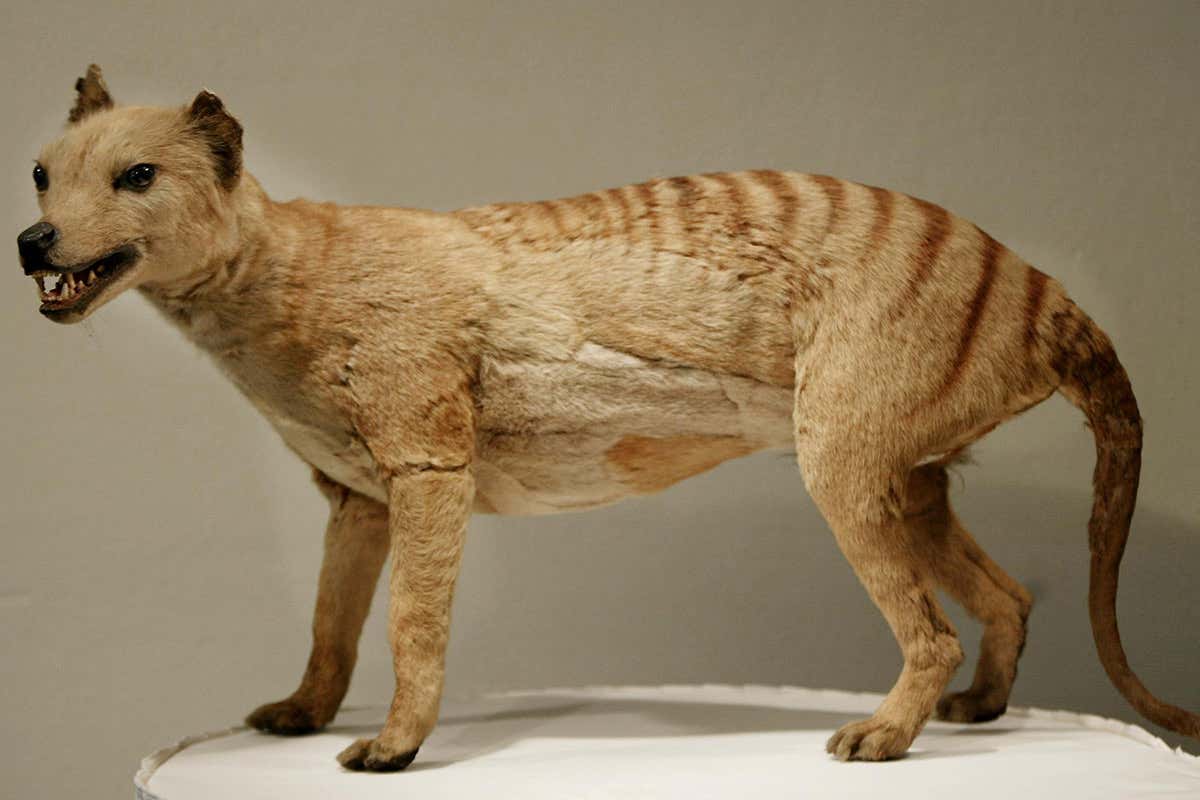 A stuffed thylacine, or Tasmanian tiger