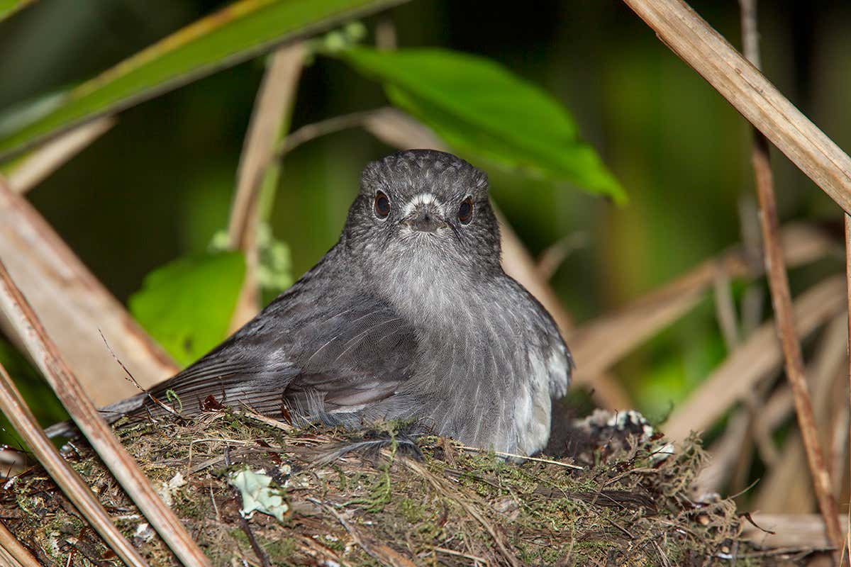 Robin on a nest