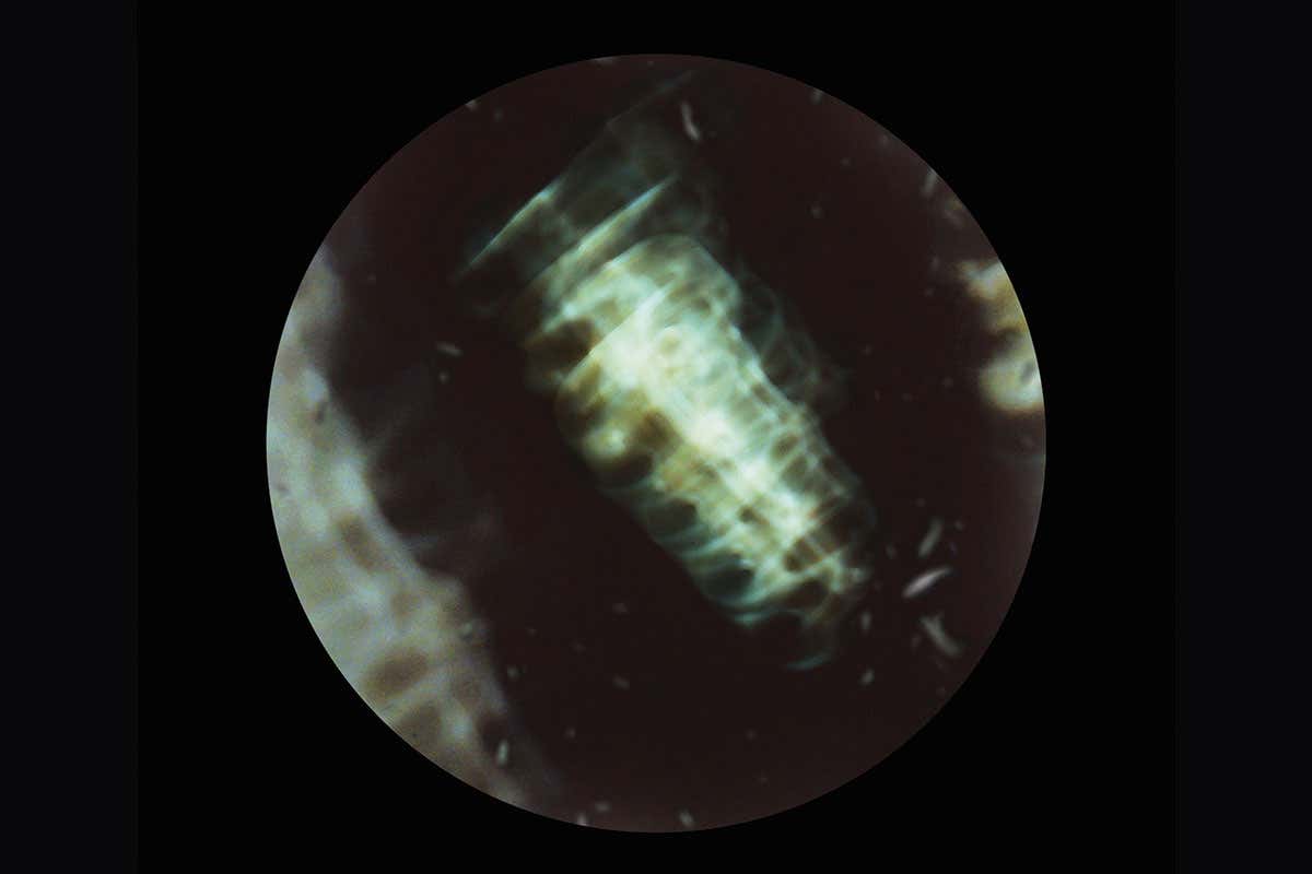 New Scientist. Science news and long reads from expert journalists, covering developments in science, technology, health and the environment on the website and the magazine.