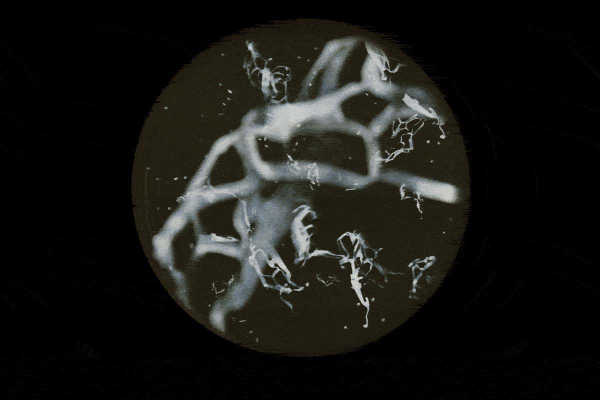 Marine life is rubbish... at least in these pictures