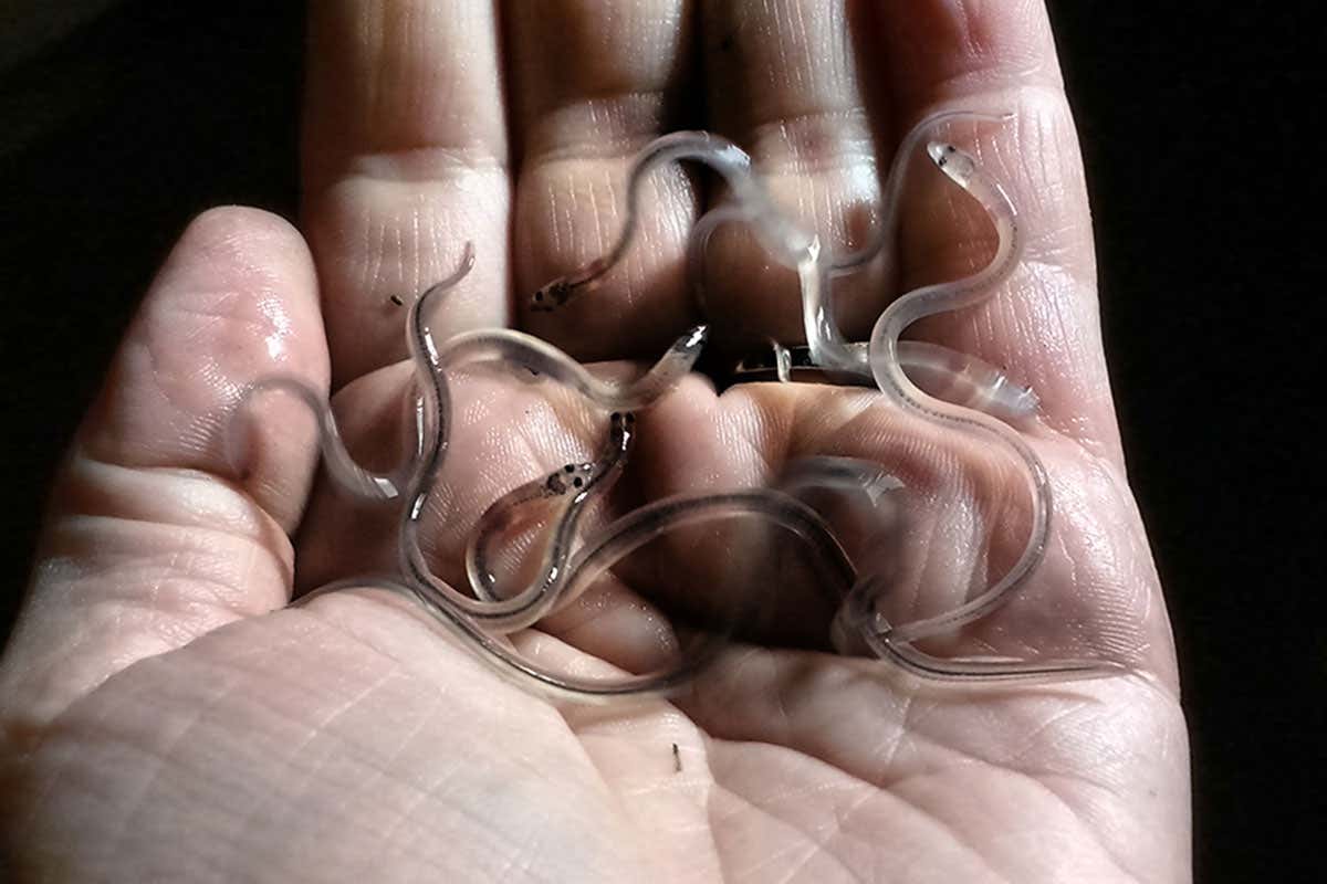 Baby eels