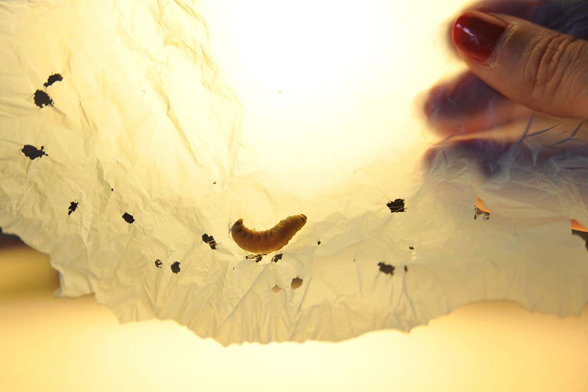 Caterpillar on plastic sheet