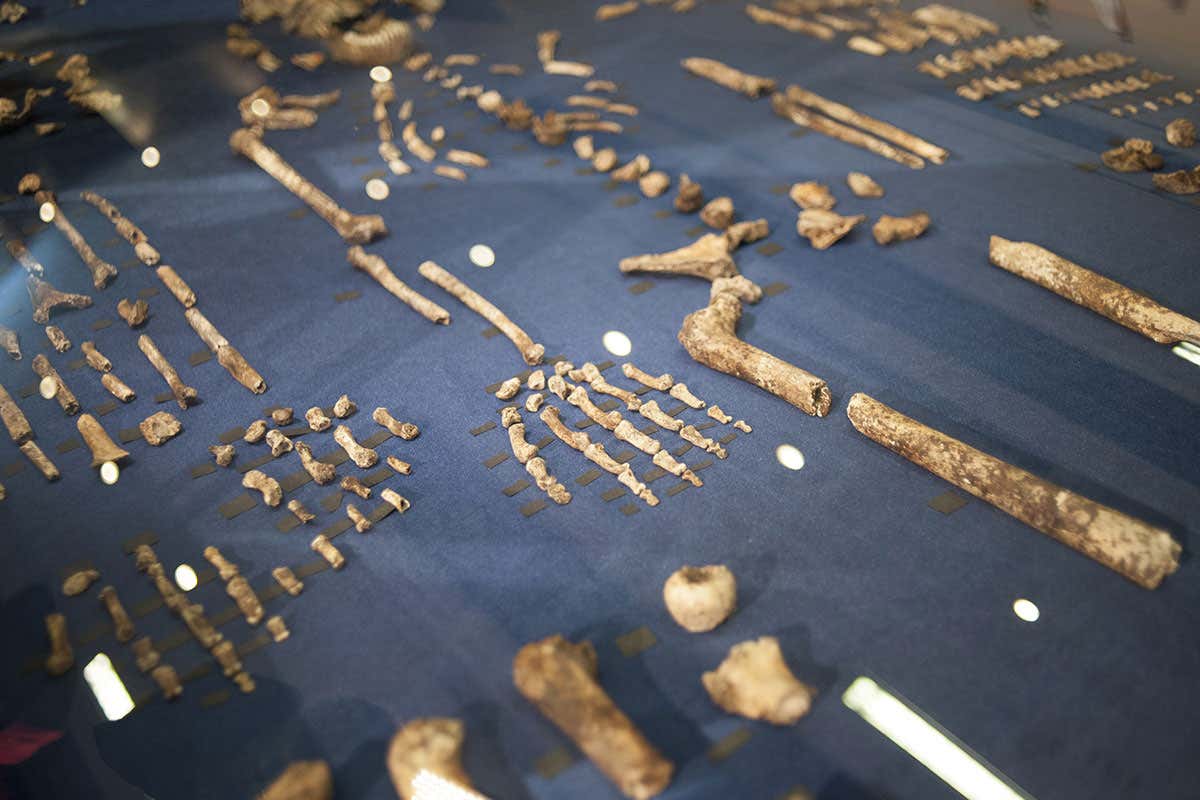 Some of the best early human bones ever found