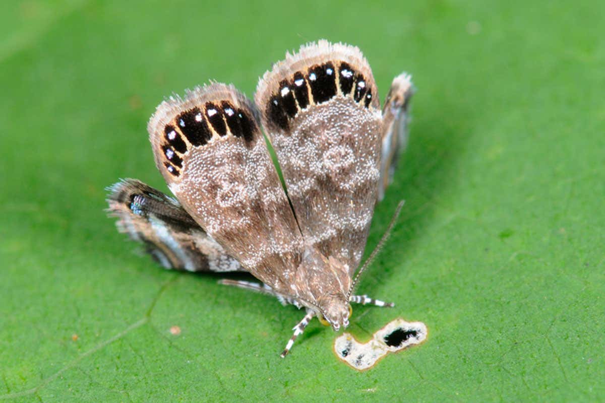 Moth’s disguise is so good, spiders love it instead of eating it