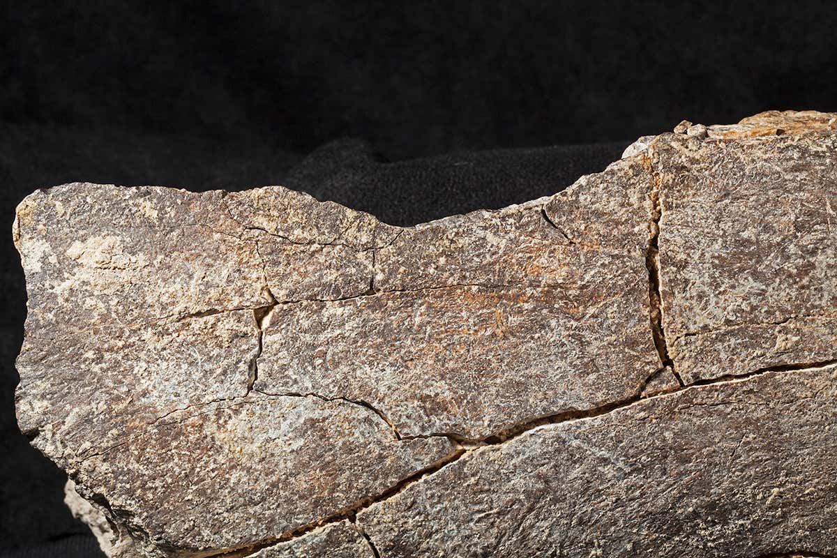 The surface of mastodon bone showing half impact notch on a segment of femur.