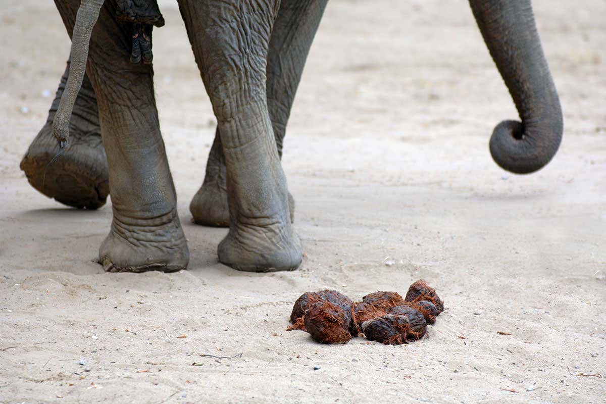 New Scientist. Science news and long reads from expert journalists, covering developments in science, technology, health and the environment on the website and the magazine.