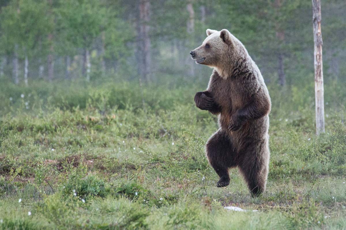 Wild bears do the twist to communicate through smelly footprints