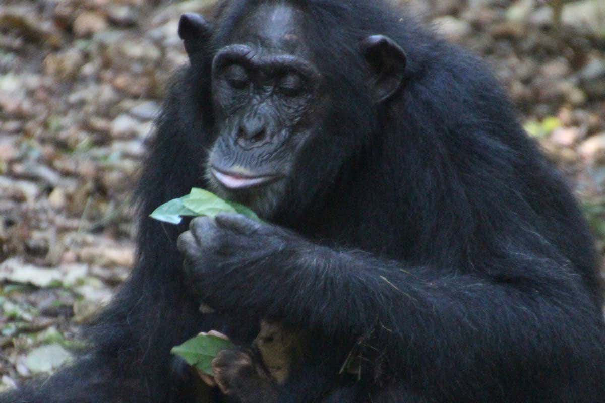 A chimp holding a leaf, possibly drinking from it