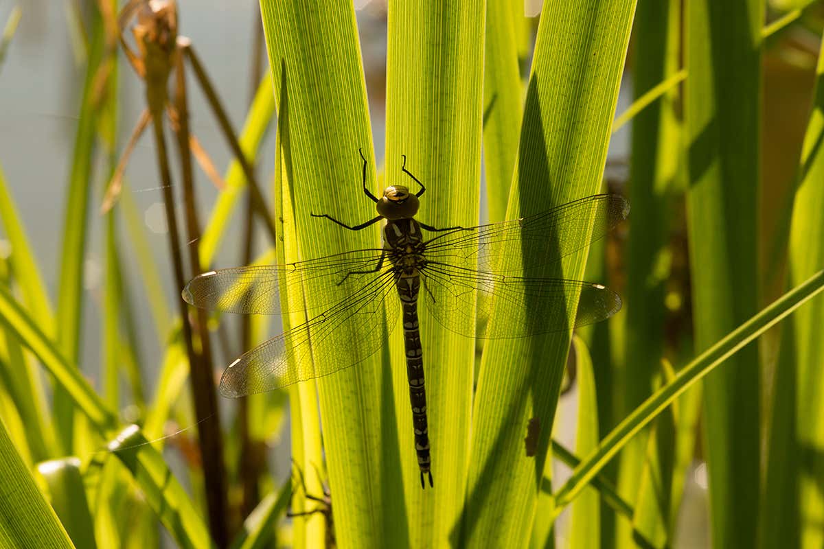Moorland hawker dragonfly