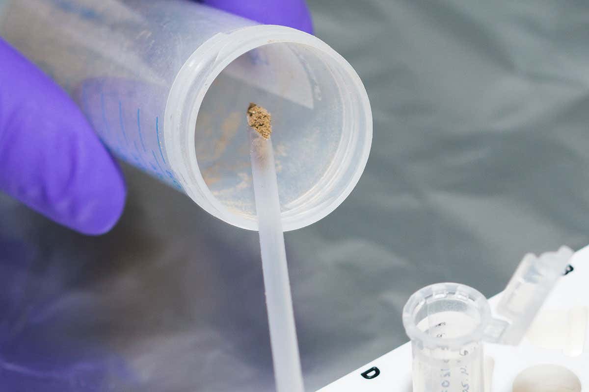 A sample containing DNA