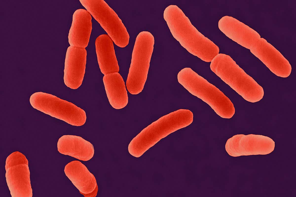 E. coli bacteria