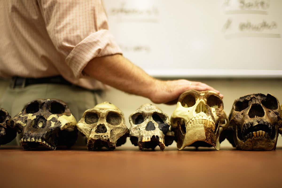 Models of the skulls of human ancestors
