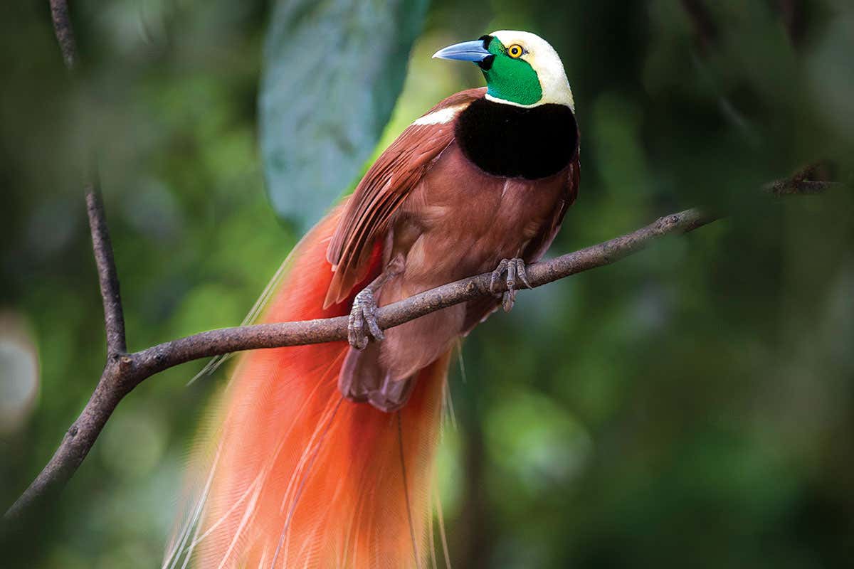 bird of paradise