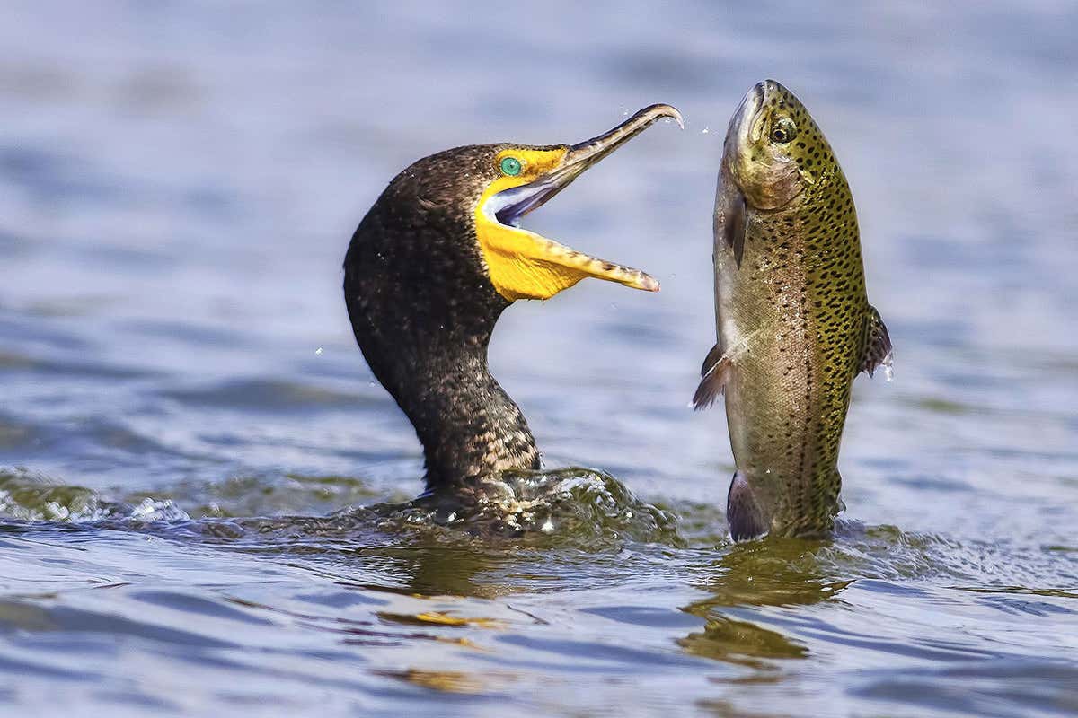 cormorant catching a rainbow trout