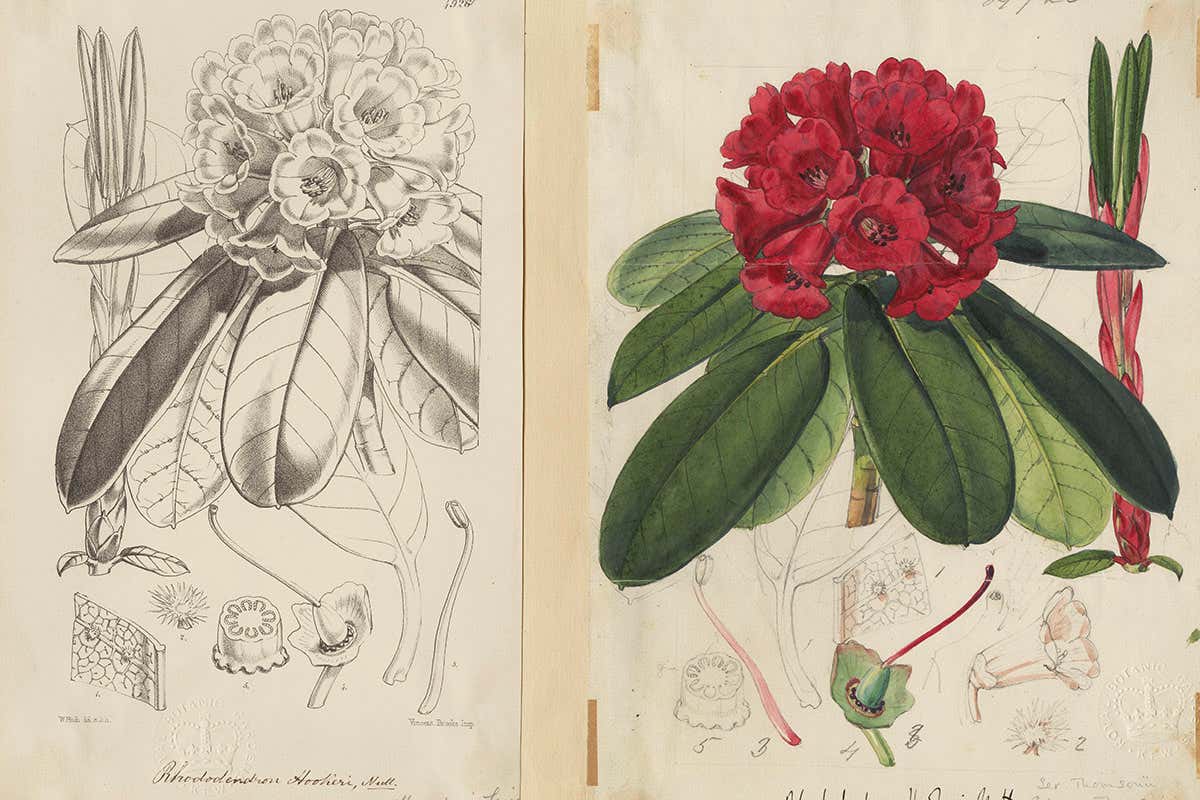 Artwork of rhododendron