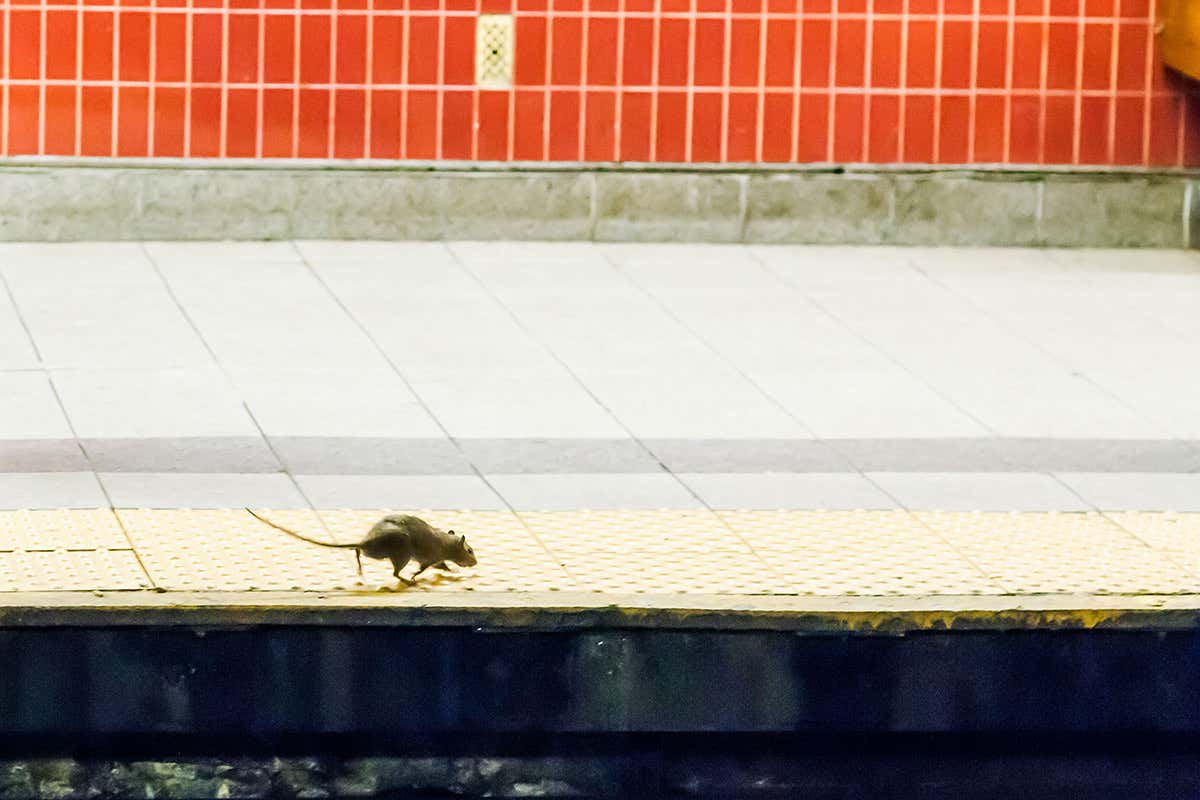 Rat on subway platform