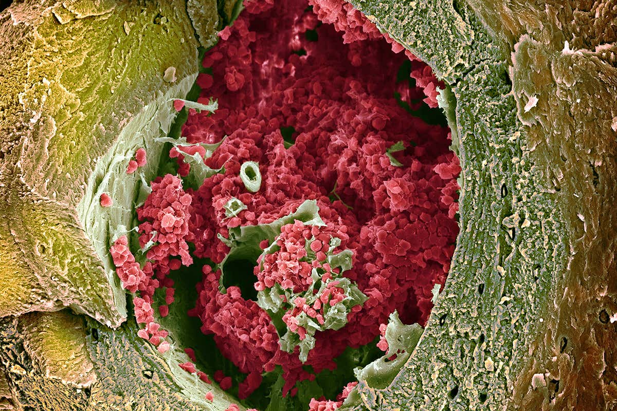 New Scientist. Science news and long reads from expert journalists, covering developments in science, technology, health and the environment on the website and the magazine.