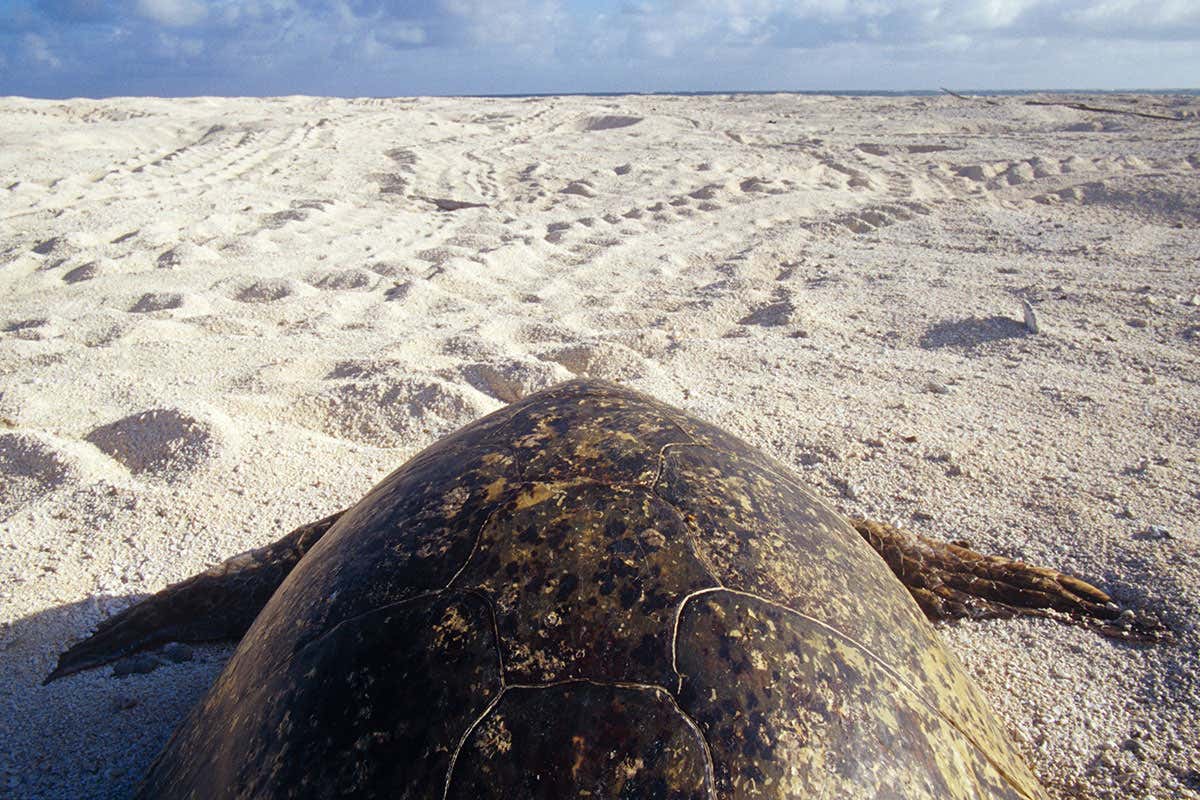Parasitic robot controls turtle it’s riding by giving it snacks