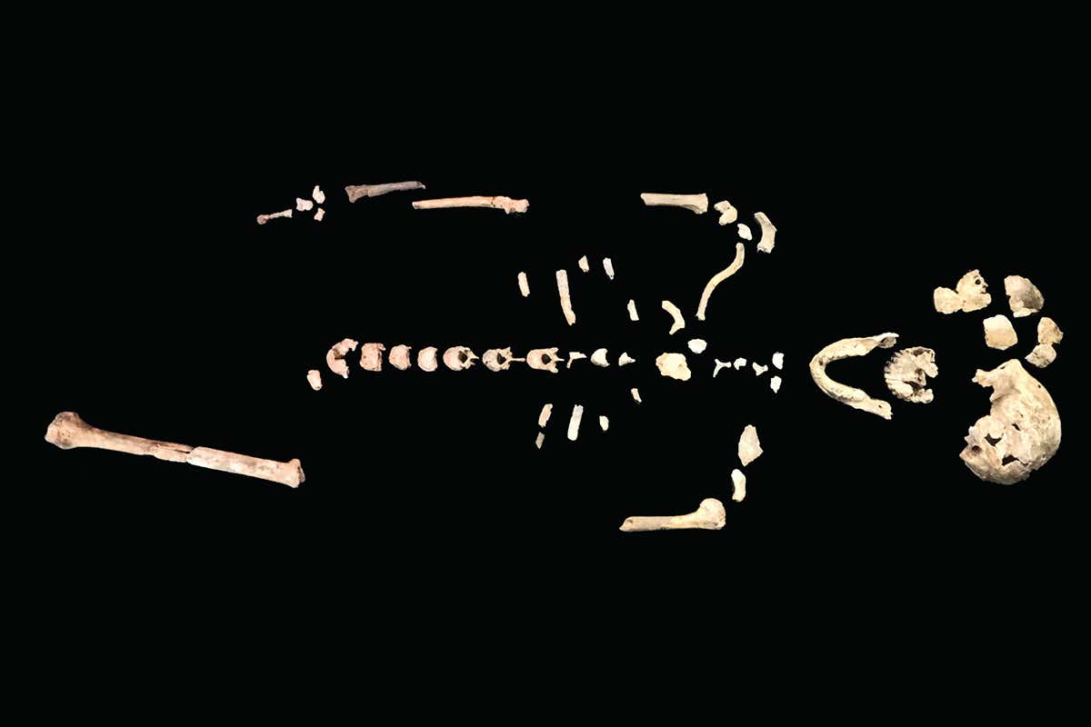 'Neo'' skeleton of Homo naledi from the Lesedi Chamber.