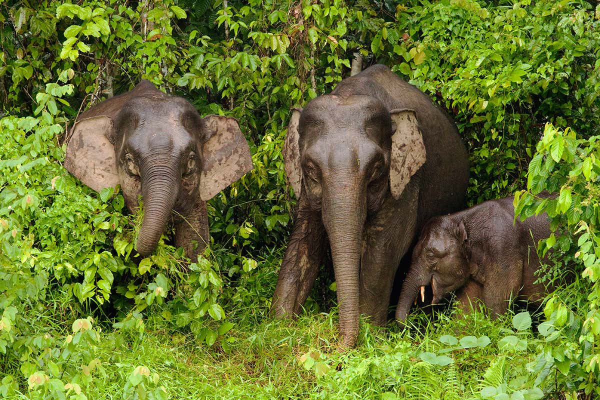 Borneo pygmy elephant