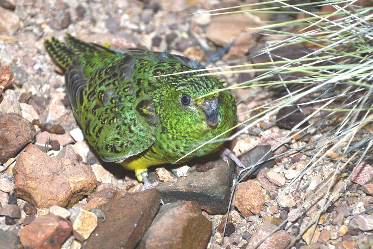 Australian night parrot