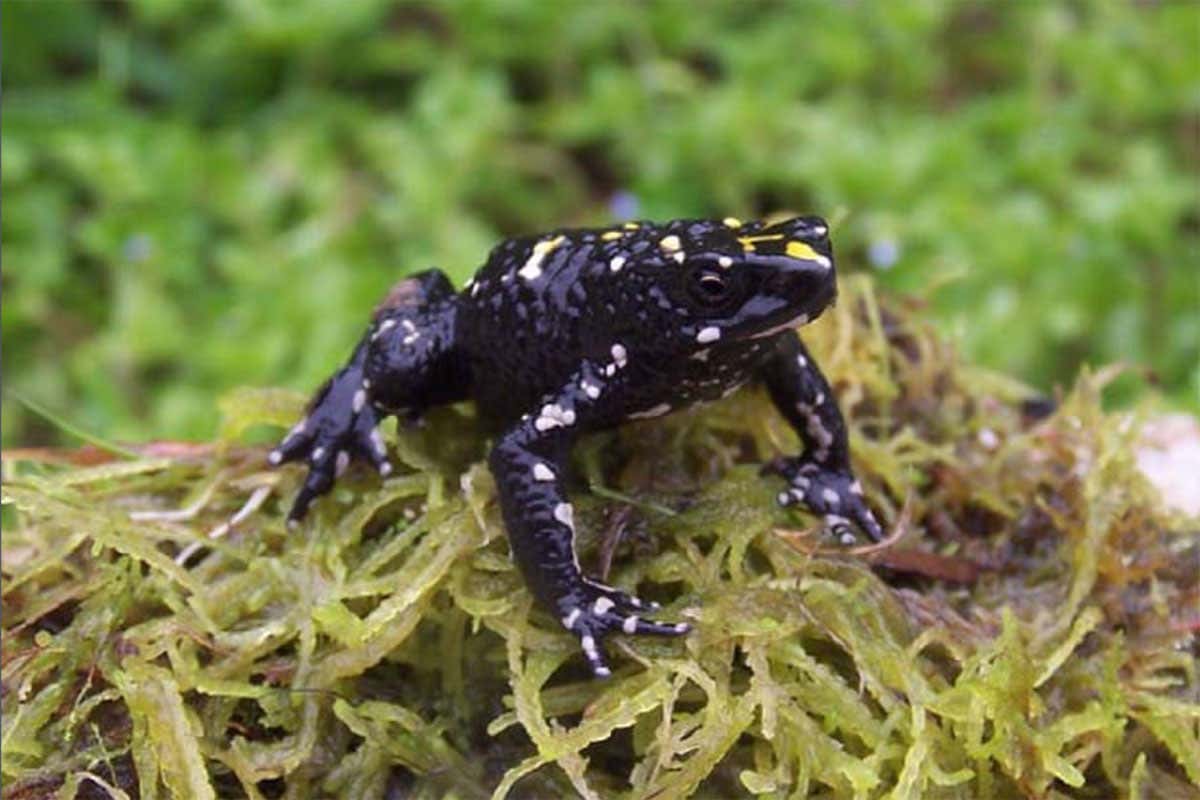 Huila stubfoot toad