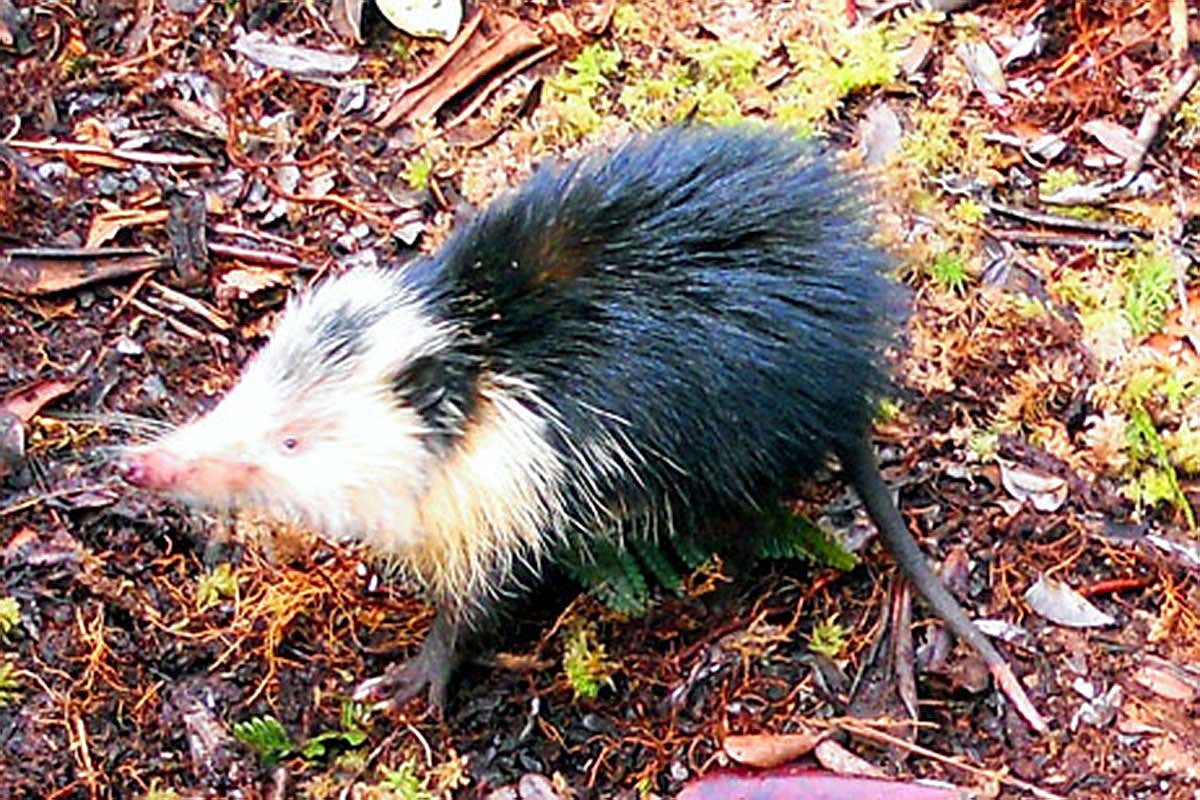 Cuban solenodon