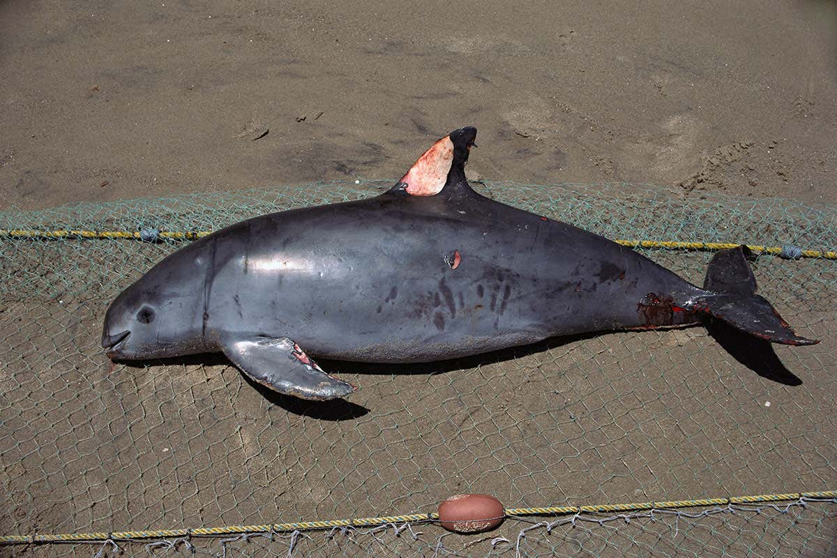 Captive breeding is a final roll of the dice for the vaquita