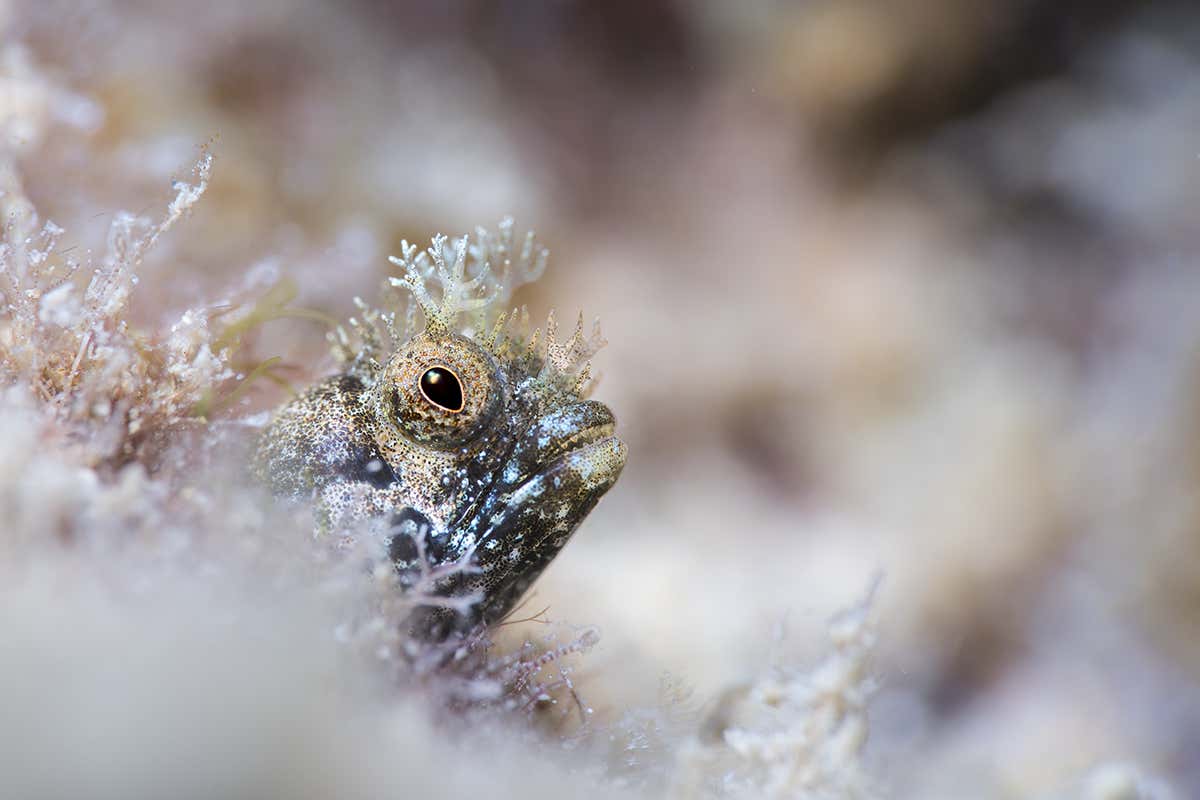 blenny fish