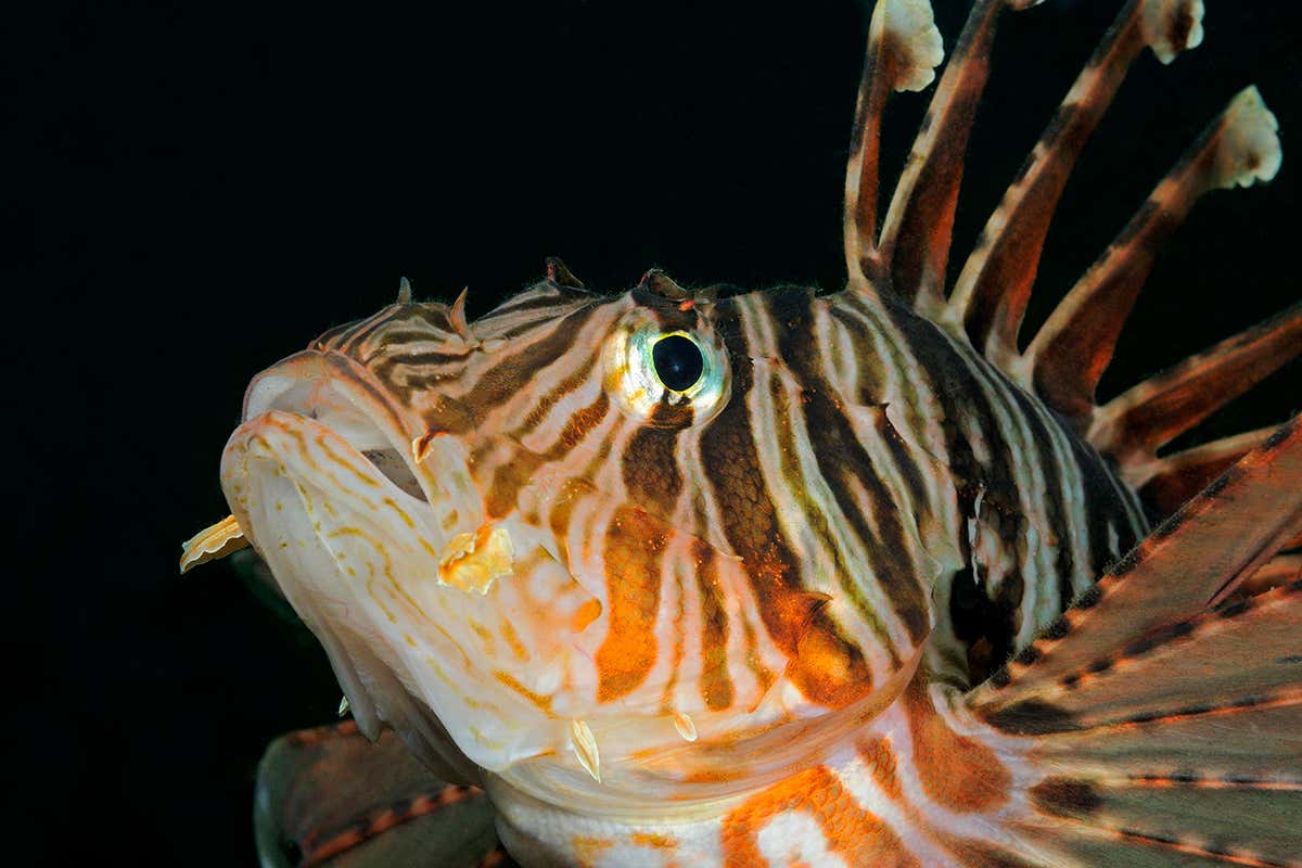 lionfish
