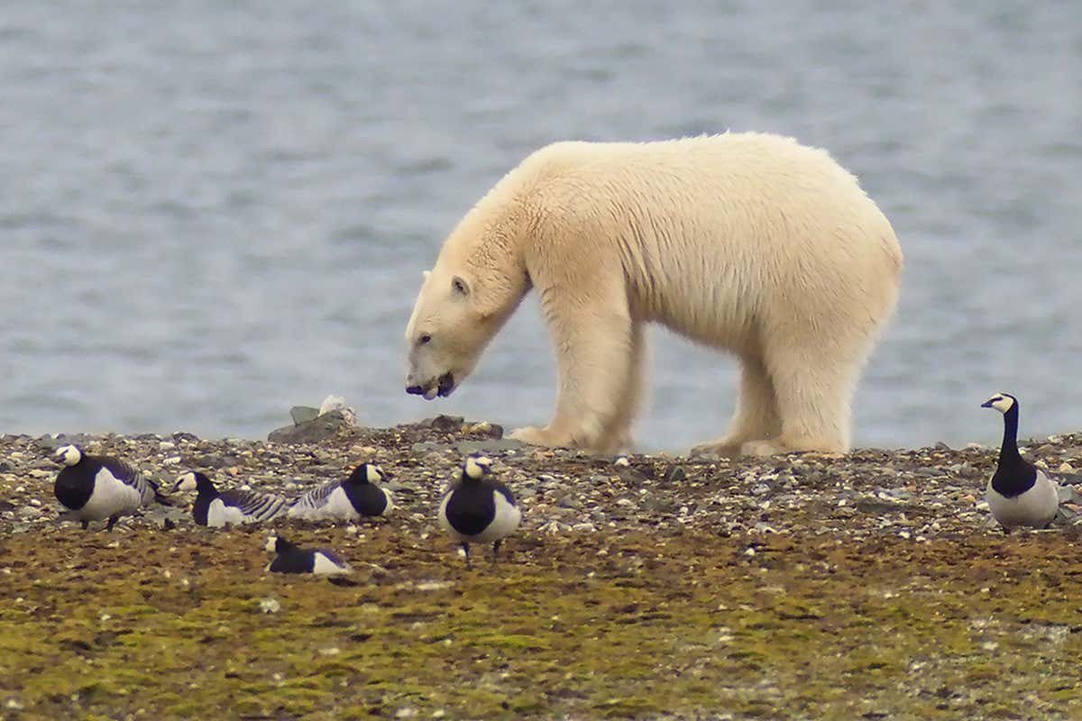 Polar bear eating eggs