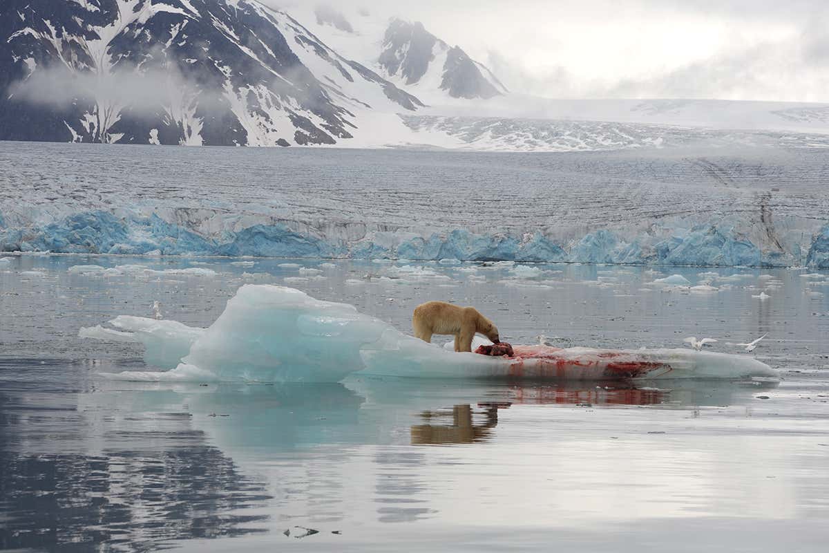 Polar bear eating seal on floating ice