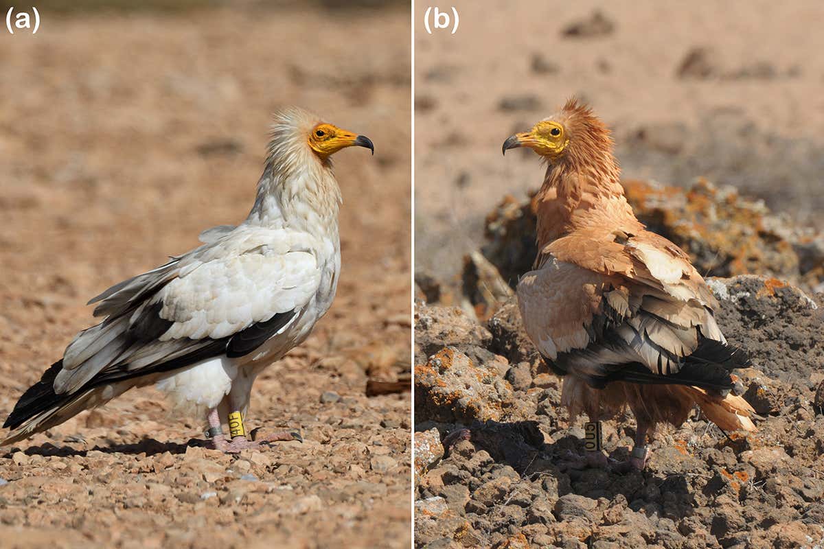 Side-by-side comparison of an Egyptian vulture with and without the mud make-up
