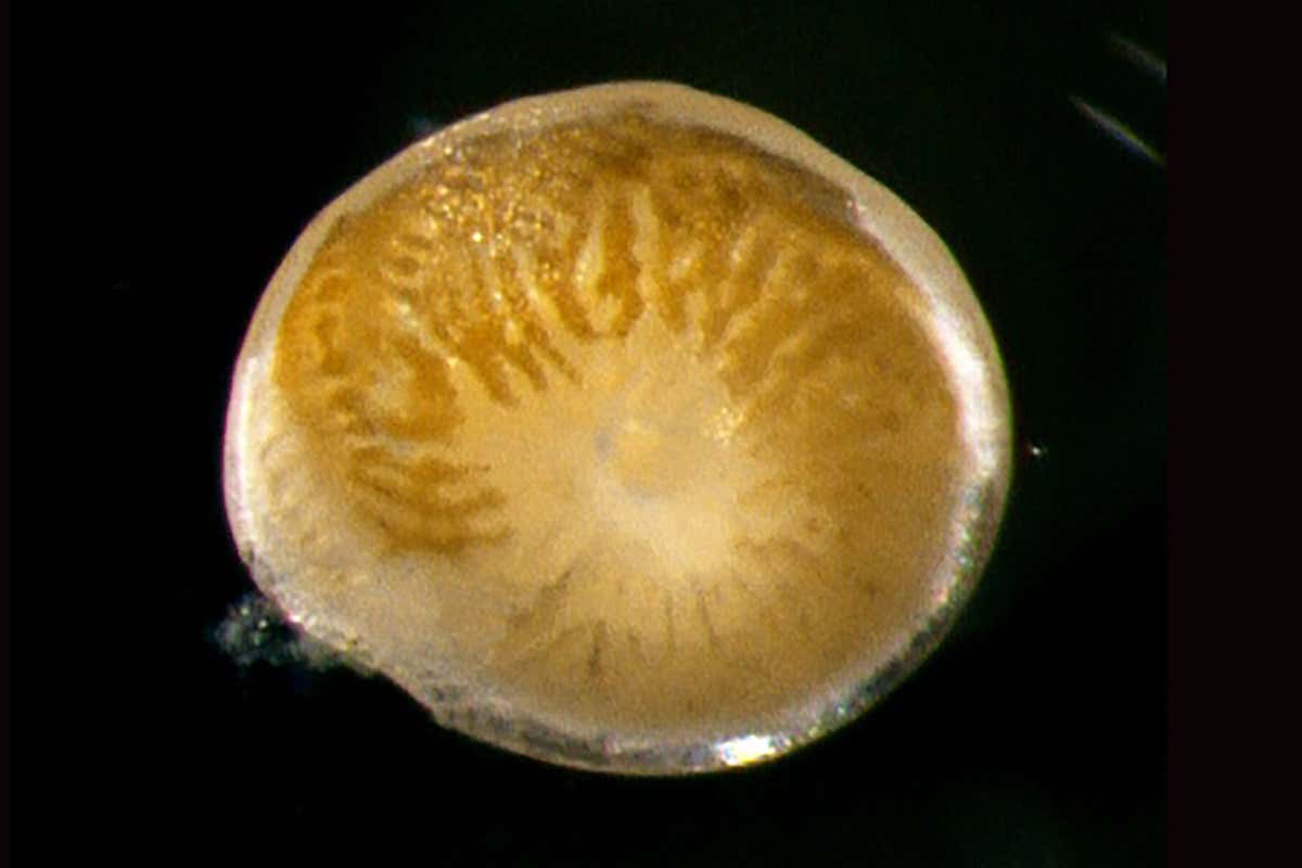 Amphistegina lobifera