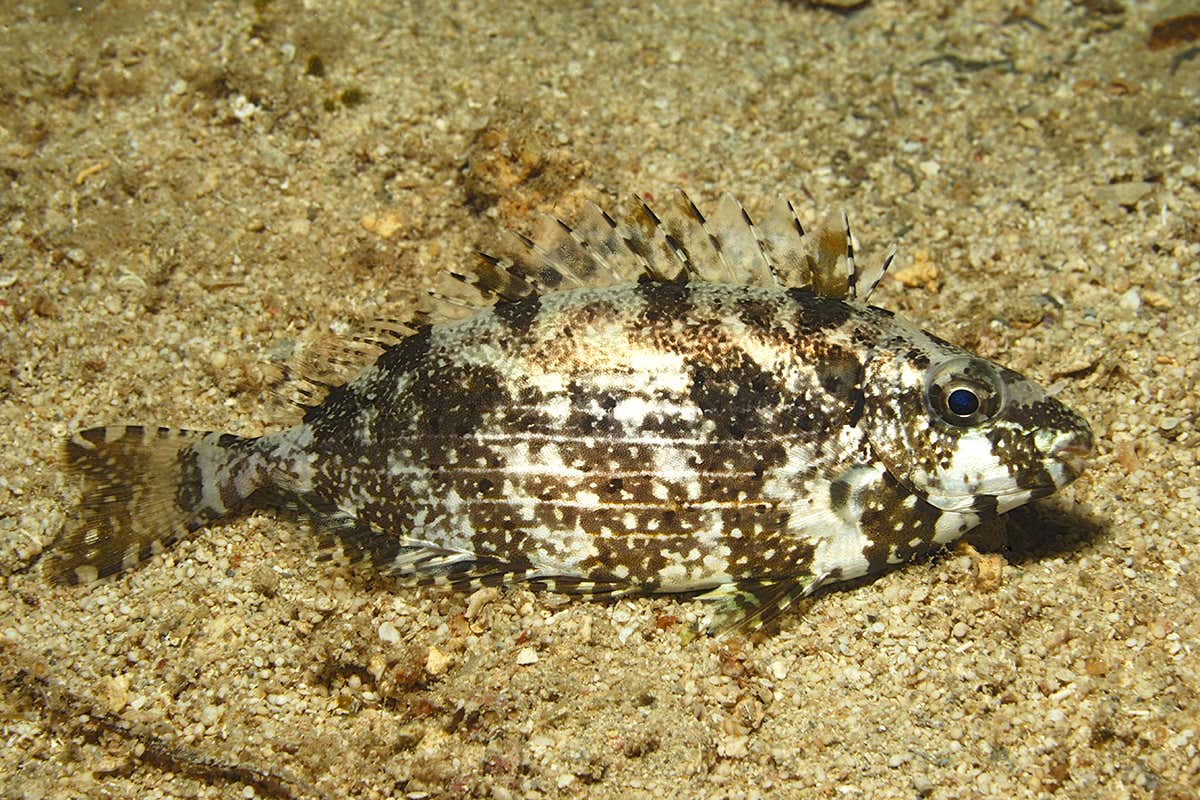 A dusky rabbitfish