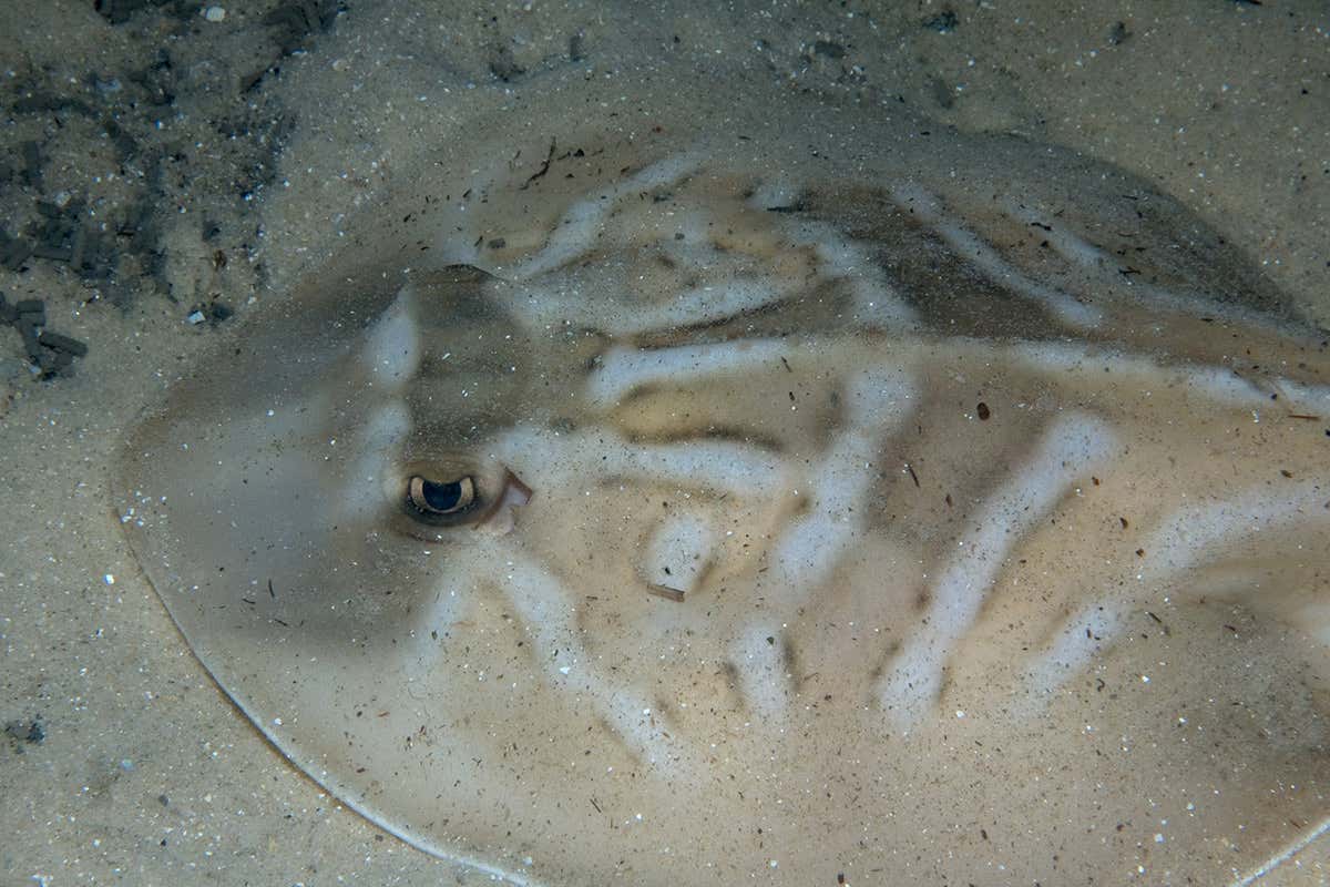 New Scientist. Science news and long reads from expert journalists, covering developments in science, technology, health and the environment on the website and the magazine.