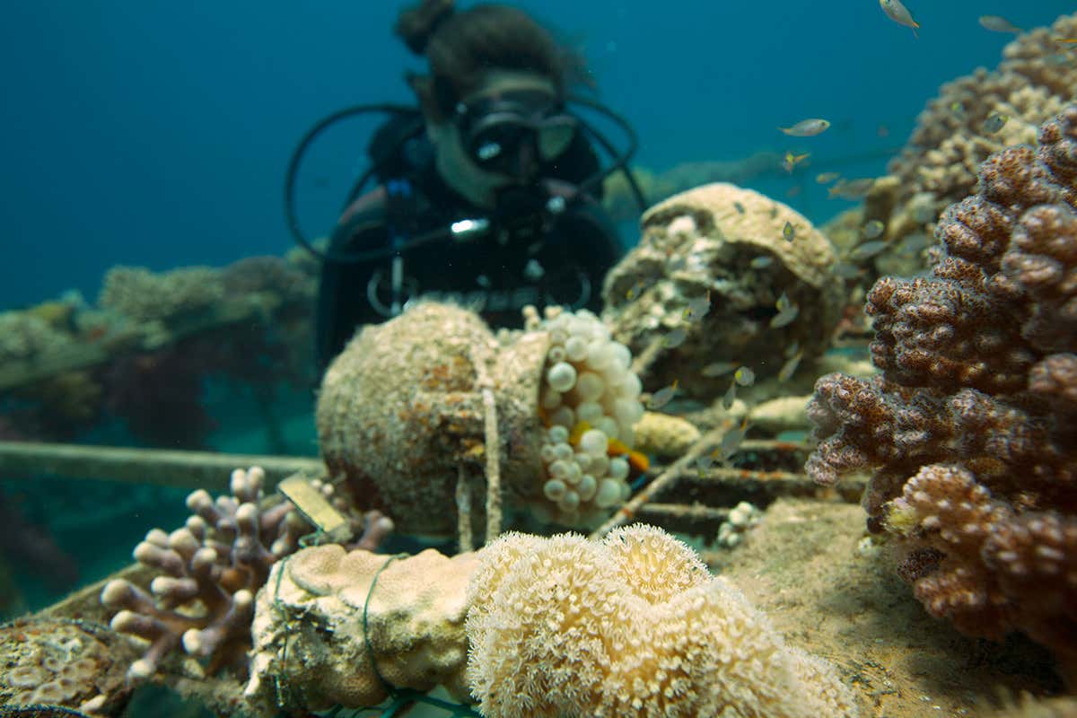 Corals that grow faster in warm water could beat climate change