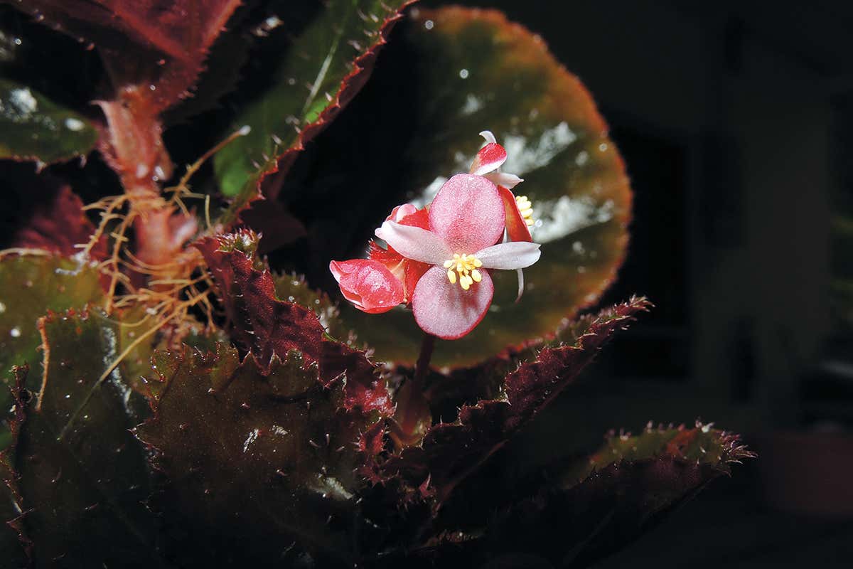 Hundreds of newly-discovered plants may yield new crops or drugs