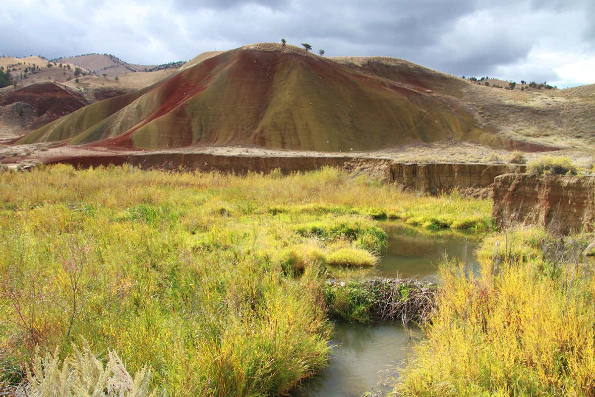 A stream running through a grassland with a beaver dam across it
