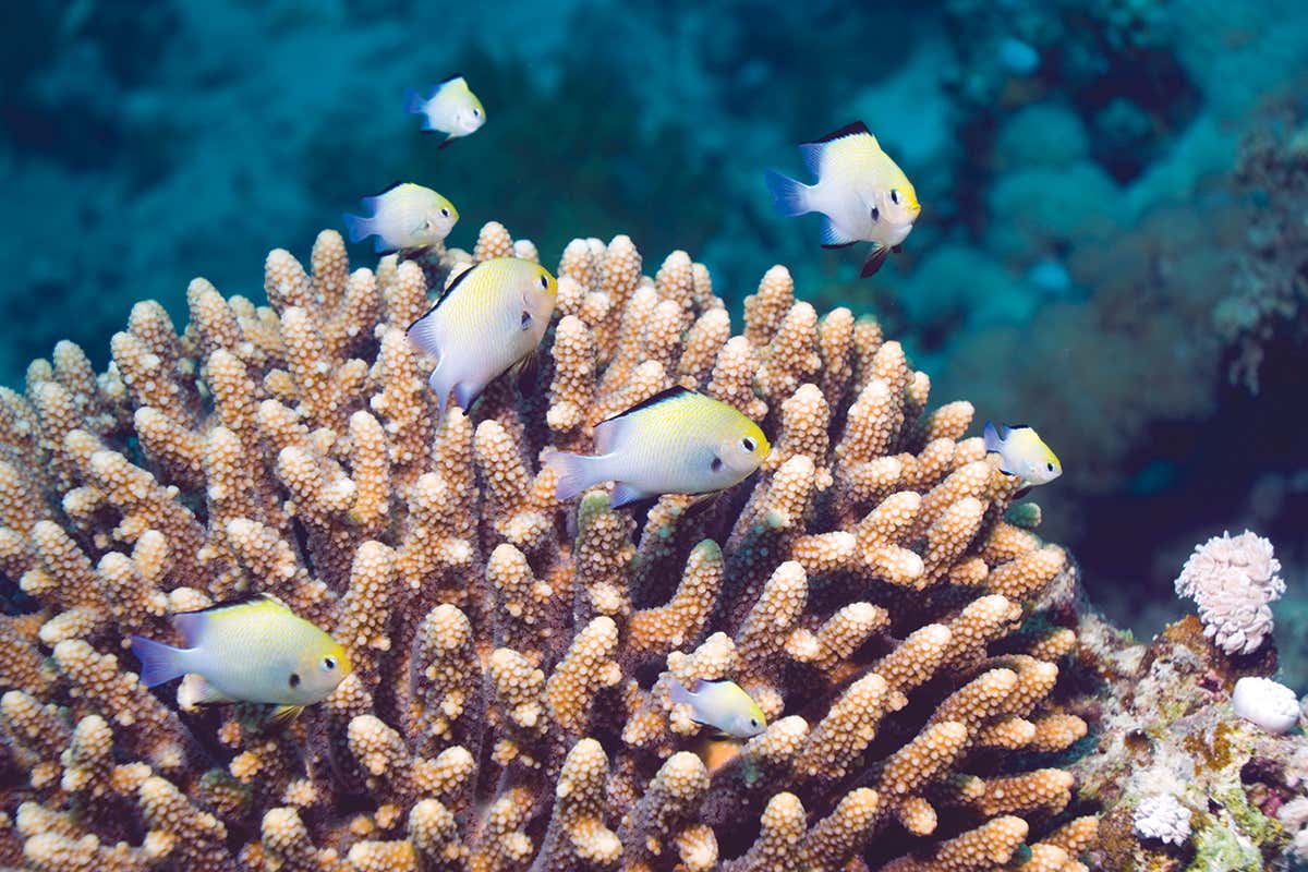 Damselfish on coral