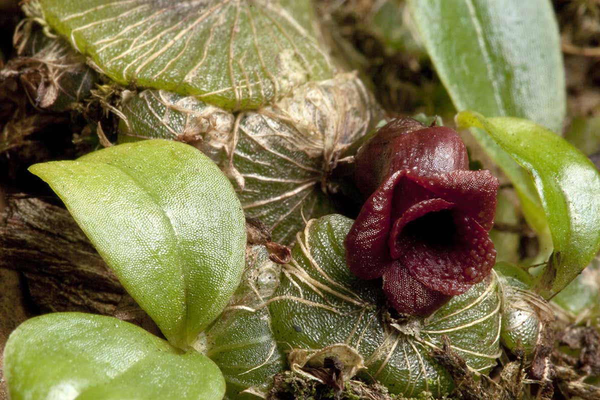 New Scientist. Science news and long reads from expert journalists, covering developments in science, technology, health and the environment on the website and the magazine.