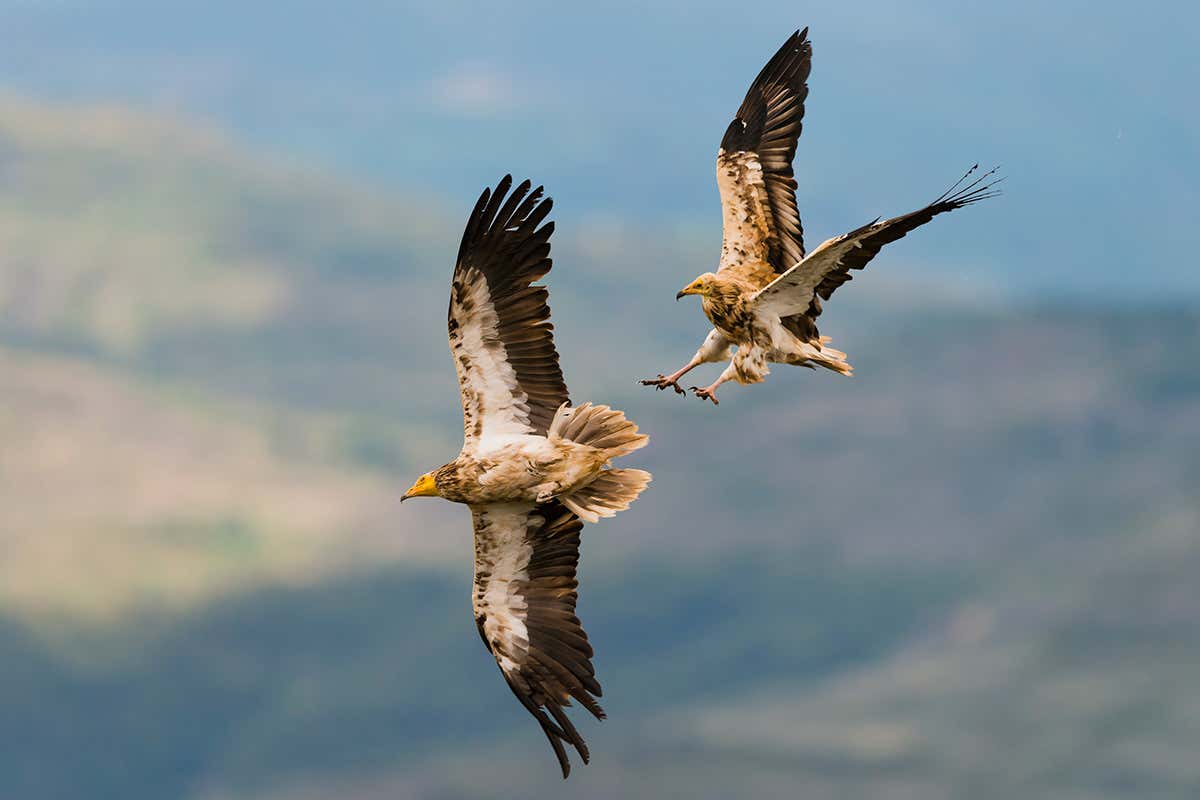 Mass landfills are saving endangered vultures from extinction
