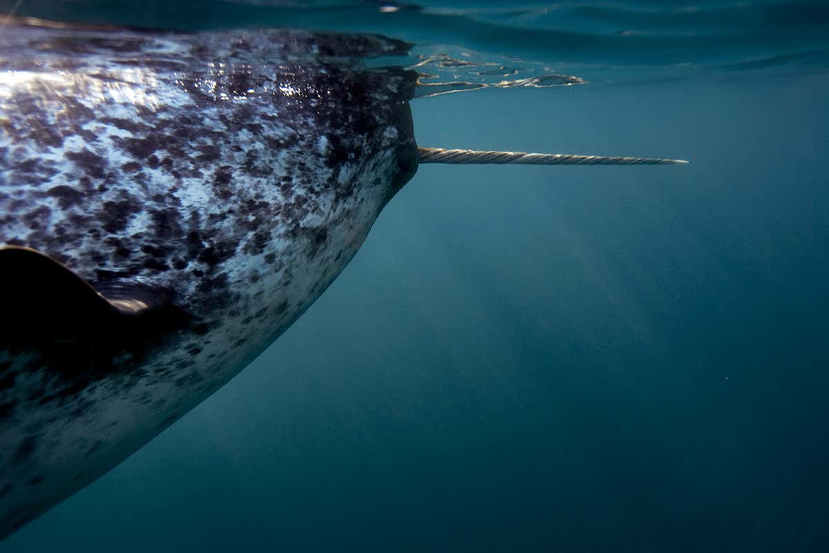Narwhal