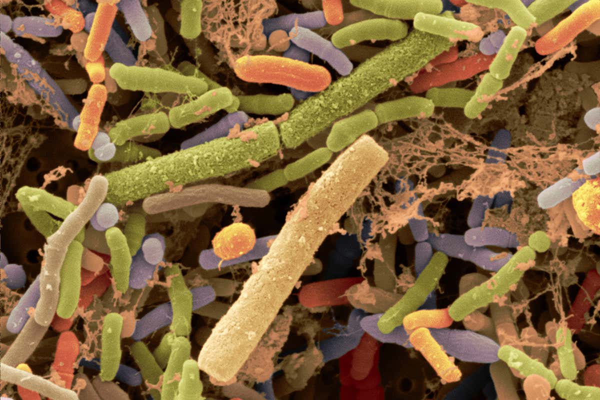 Bifidobacterium bacteria