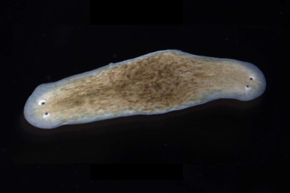 A flatworm with a head at each end of its body