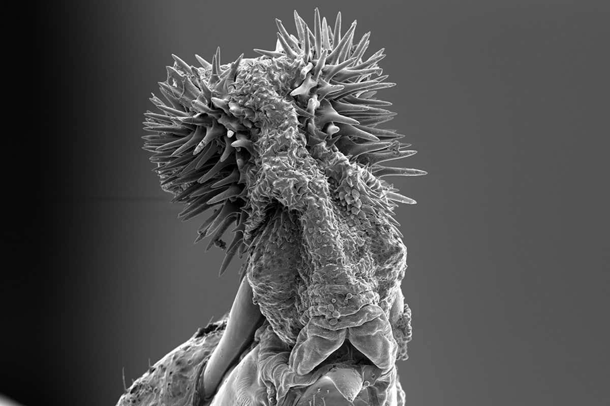 Scanning electron microscope picture of the male cowpea seed beetle's penis