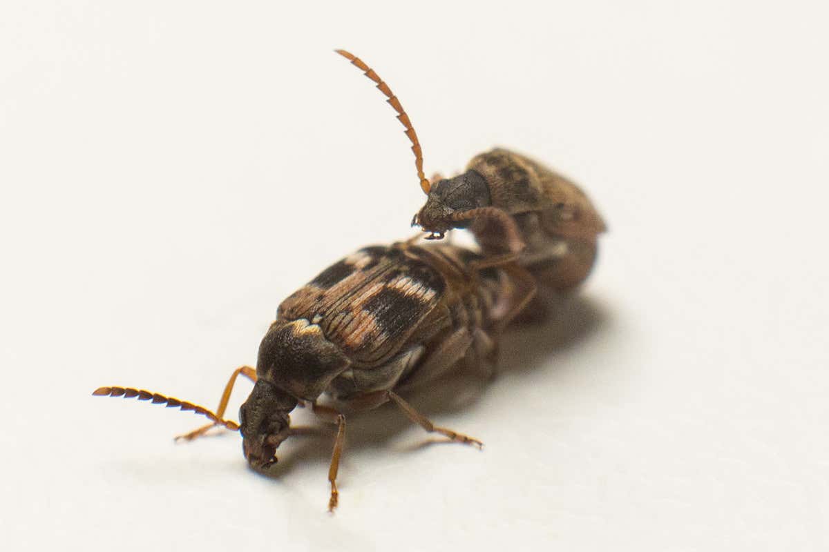 A pair of cowpea seed beetles mating