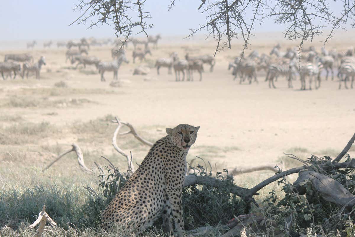 East Africa’s drought threatens iconic wildebeest migration